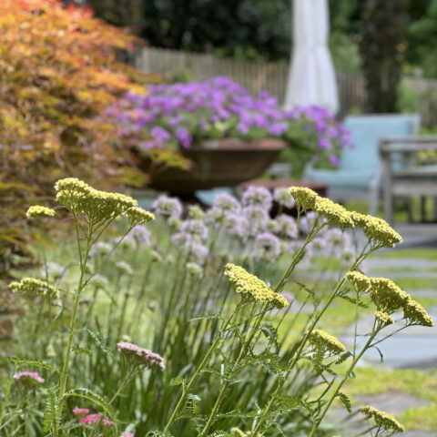 native achellia landscaping in delaware
