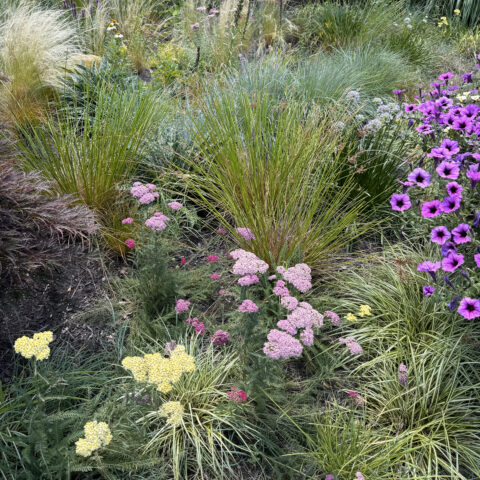 native plant meadow in wilmington delaware
